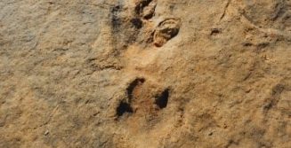 Dinosaurs footprints