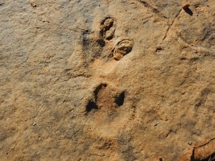 Dinosaurs footprints
